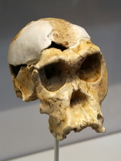 Réplique du crâne OH 24
